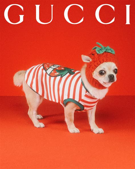 gucci colgone for pets|gucci pet accessories.